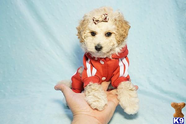 lvpuppyheaven Picture 2